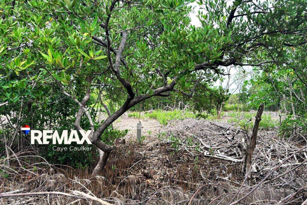 Land for sale on Caye Caulker Belize