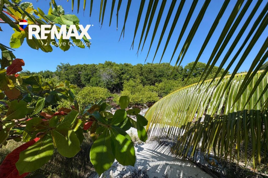 5 Mistakes When Choosing An Island - Vacant Land In Caye Caulker For Sale